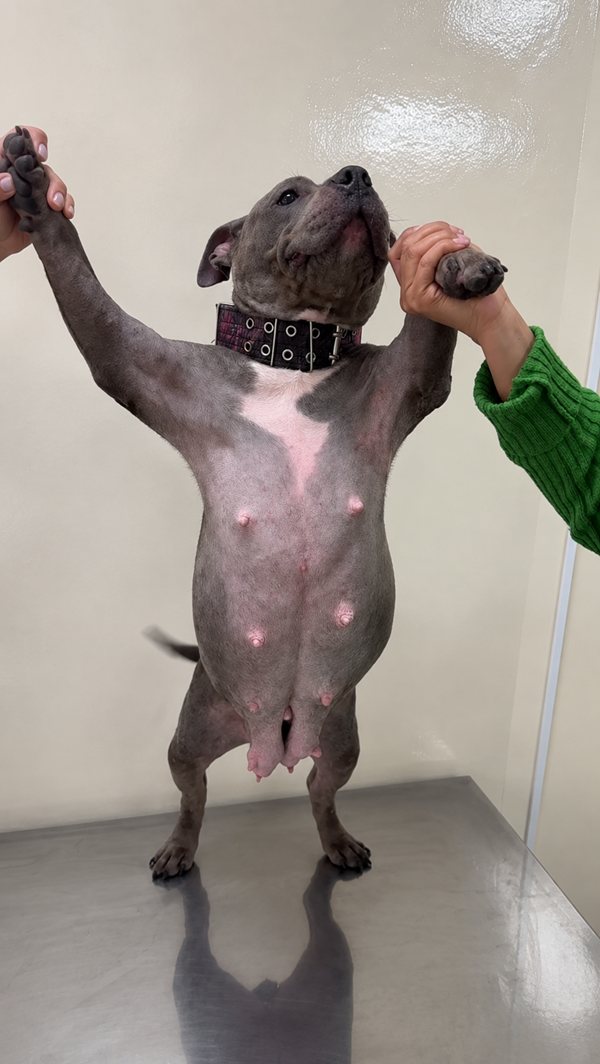 The same pit bull in the same room weeks later, belly healed and clear with the coat grown back