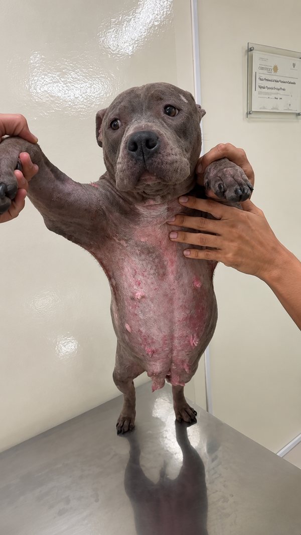 Grey pit bull held upright at the vet, belly covered in red, raw, inflamed sores with the fur worn away