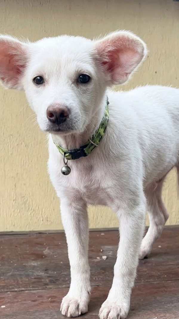 The same puppy on the same porch wearing the same green collar, now with a full, soft white coat