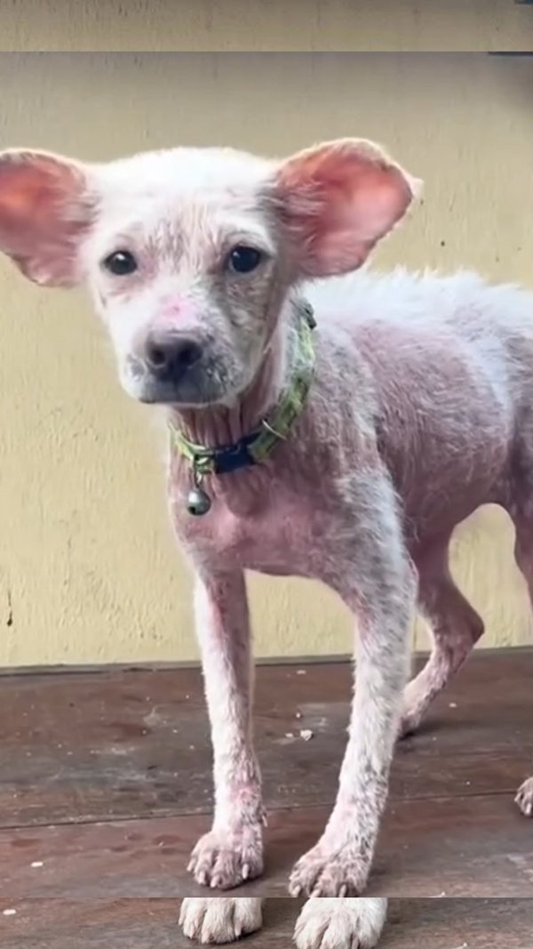 Small white puppy on a wooden porch with thin, patchy fur and bare pink skin across its back and legs