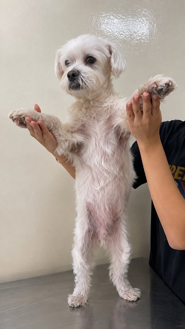 The same terrier held the same way weeks later, belly calm and pale with the coat filled back in
