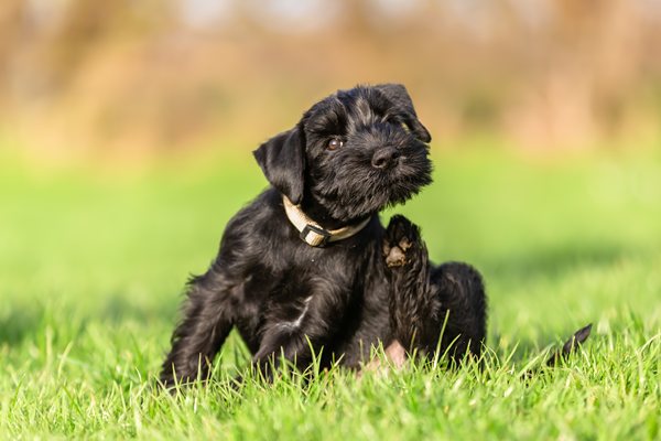 Black terrier puppy sitting in grass, scratching behind its ear with a hind leg
