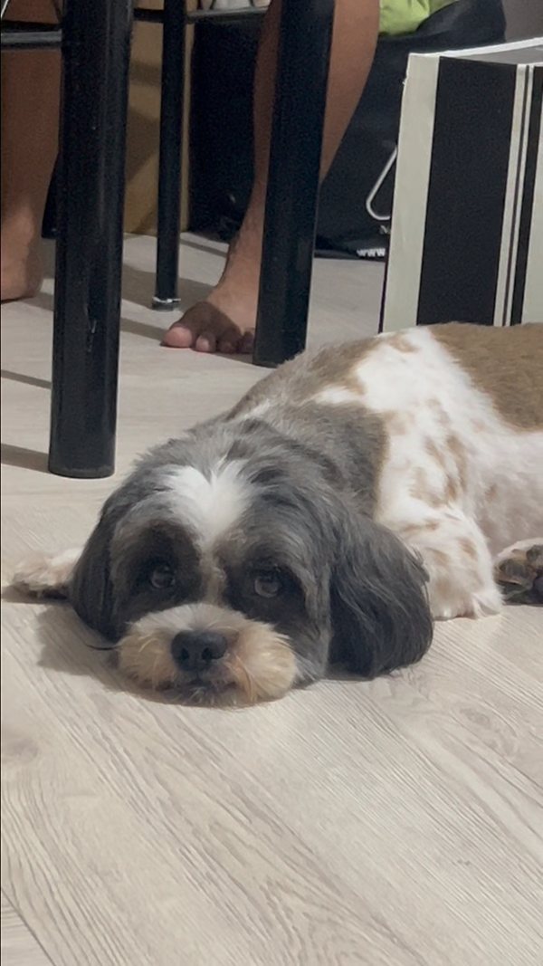 Shih tzu lying flat on a wooden floor with its head down, too tired to get up