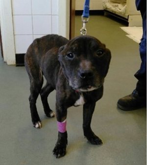 Underweight brindle dog standing on a clinic floor with its ribs and hip bones clearly showing