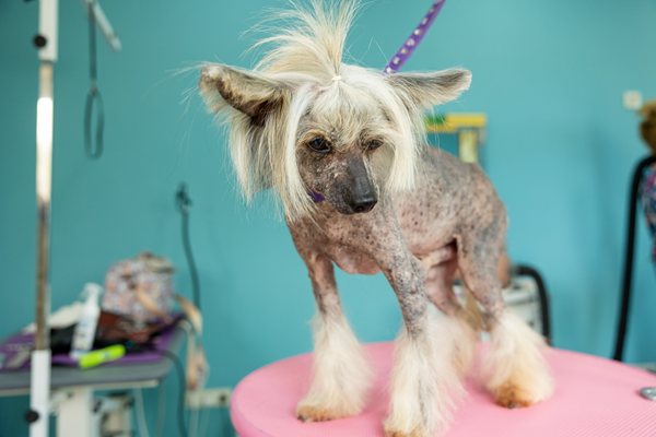 Small dog on a grooming table with bare, mottled skin and fur left only on its head and legs