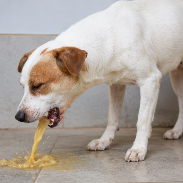 A dog vomiting yellow bile onto a tiled floor